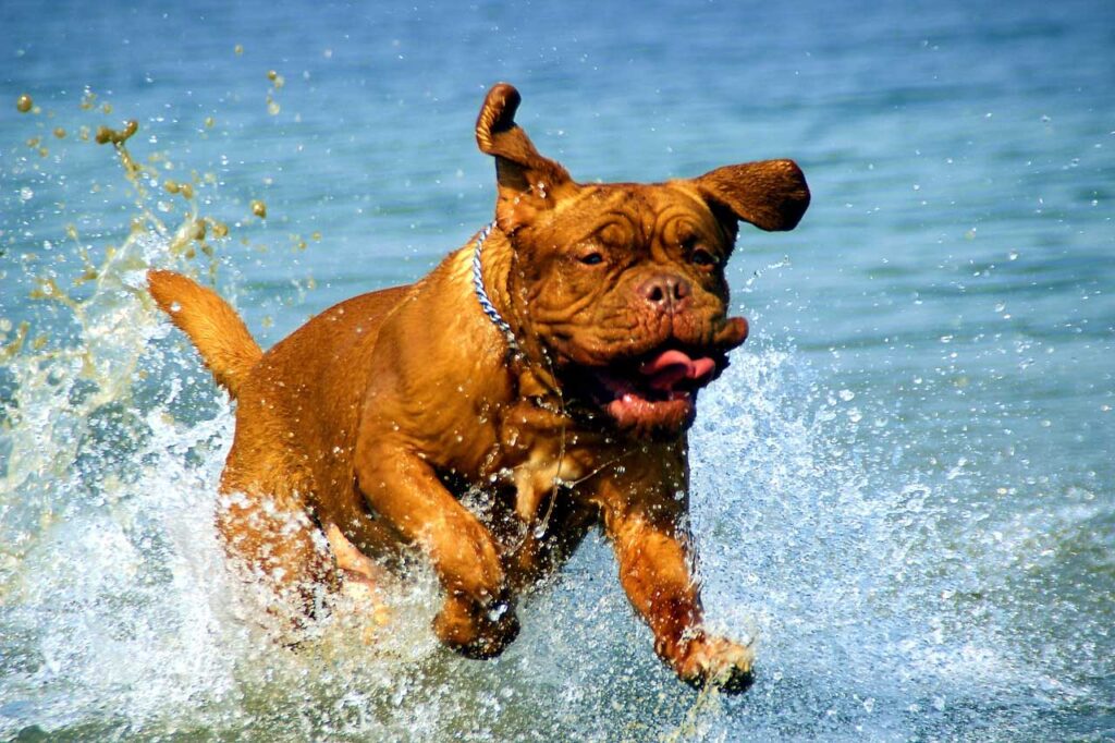 BeachDog-jpg