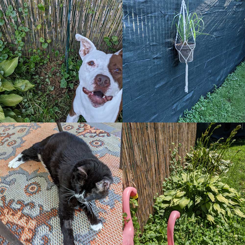 Collage2-jpg