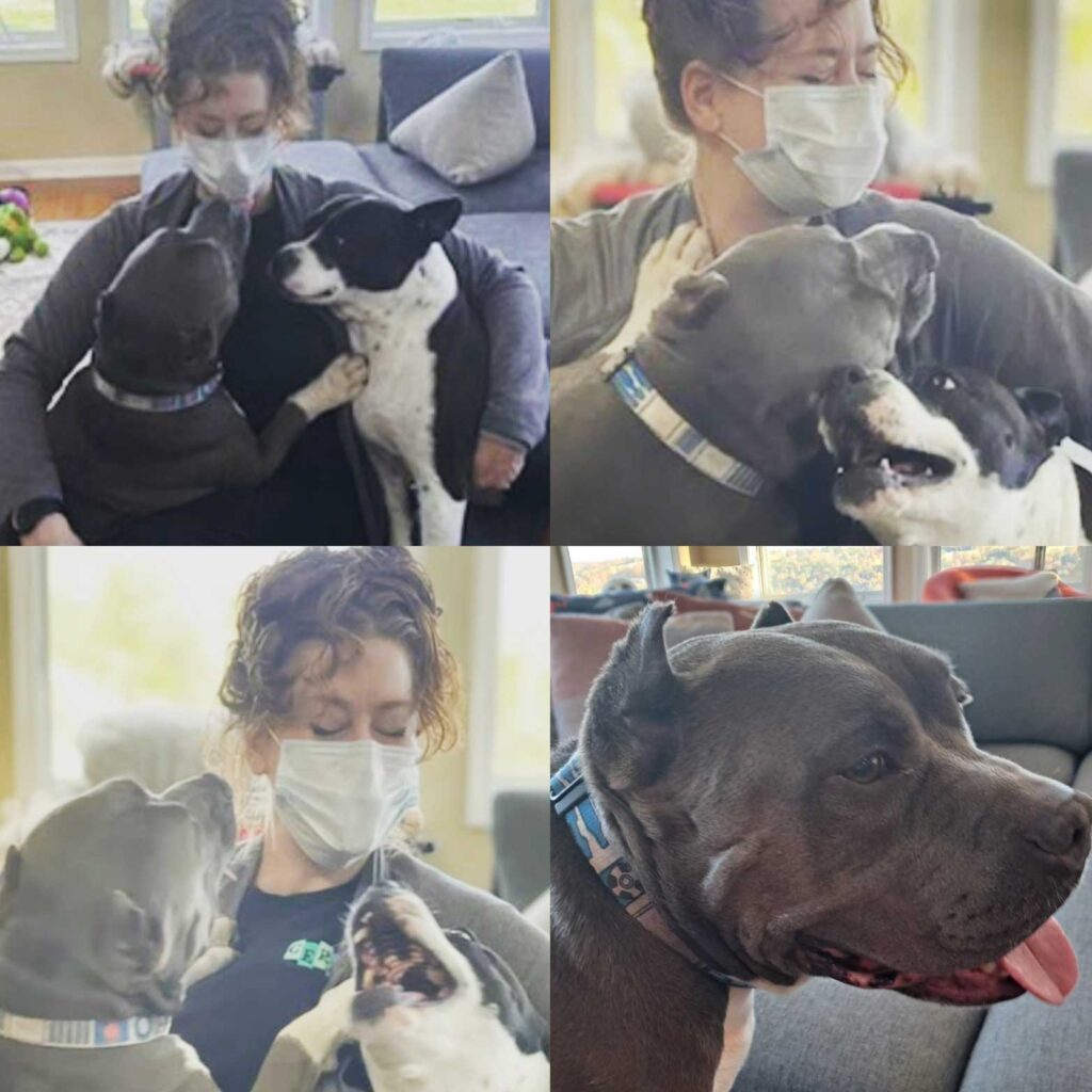 LunaDogs-jpg
