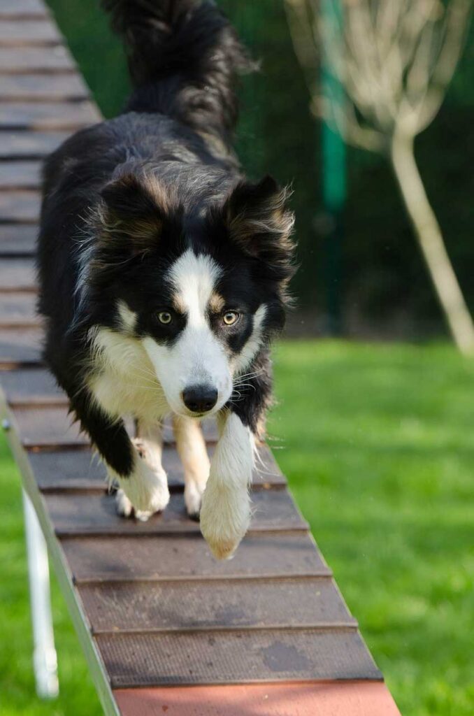 agility-748260-1280