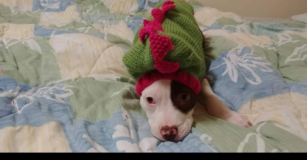 DinoBoop